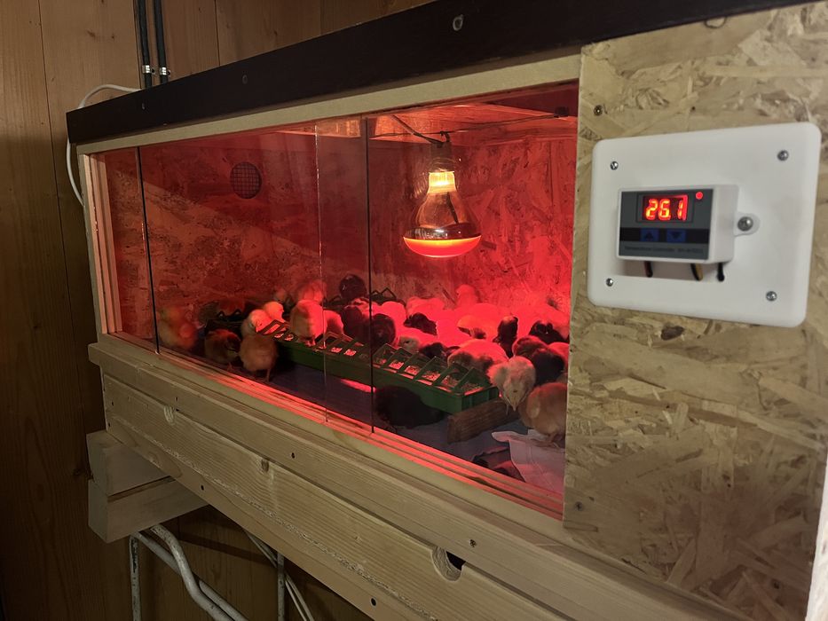 Maternitate pasari - Cusca universala pentru pui(gaină,rață,etc)