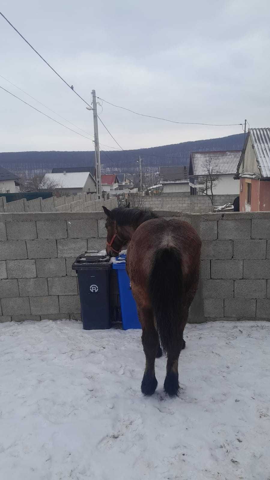 Vand manza 10 luni mai multe detali la nr de tel
