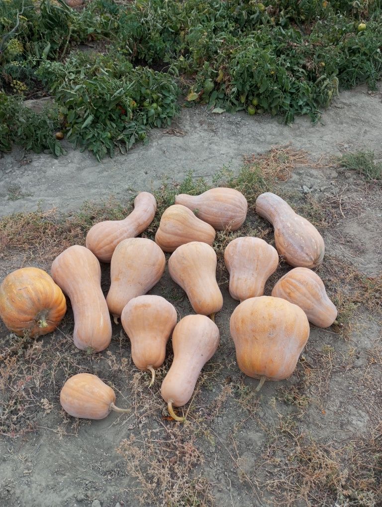 Тыква  сатылады.