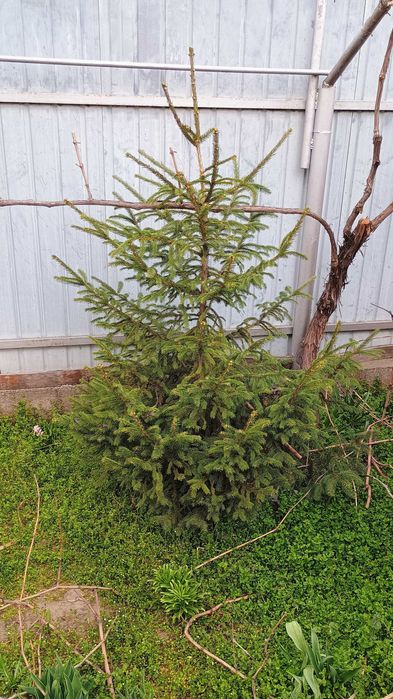 Brad de Craciun cu sau fara radacina