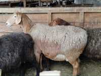 Продам либо меняю на КРС жирных баран, также есть овцы с ягнятами