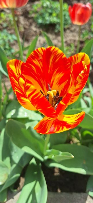 Har xil rangli lolalar narsis va geosintlar