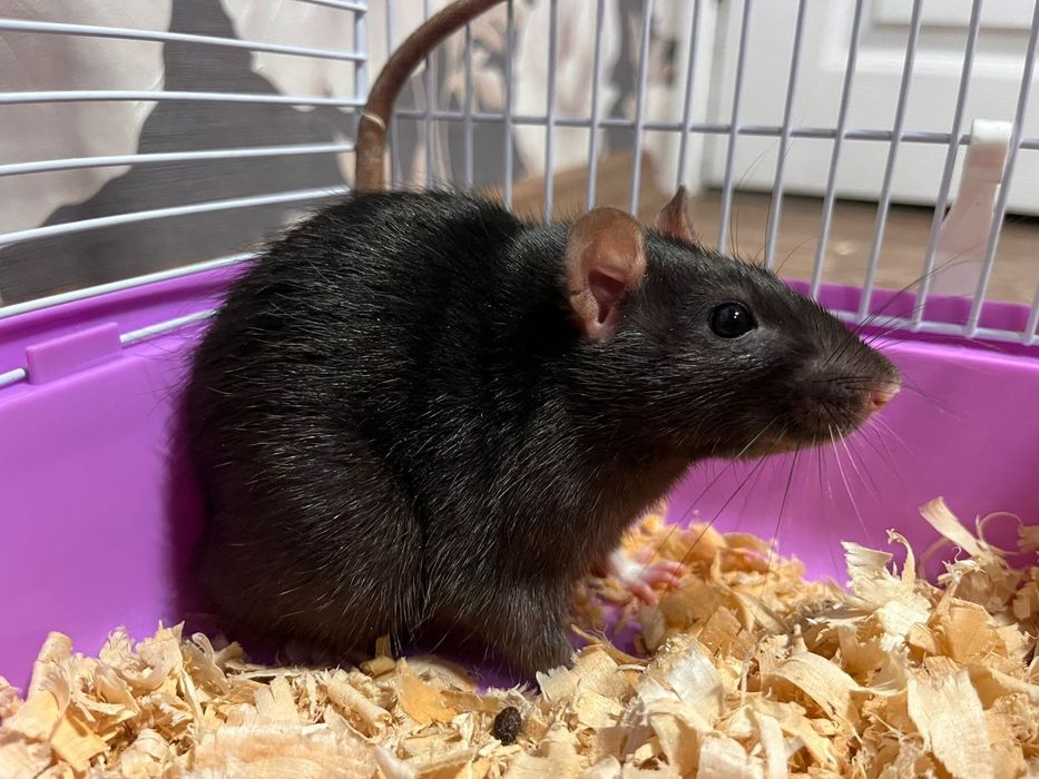 Срочно продам крысу