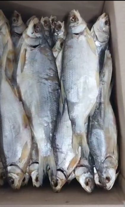 Рыбец вяленая Атырау