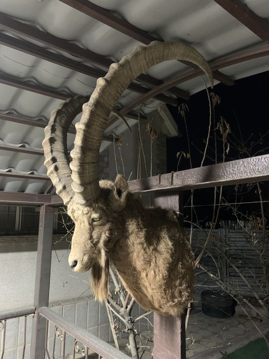 Голова Горного Козла