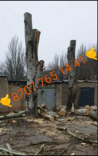 Спилим деревьев. Пилим, Спил, распил. Ағаштарды аралау. АРЗАН. НЕДОРОГ
