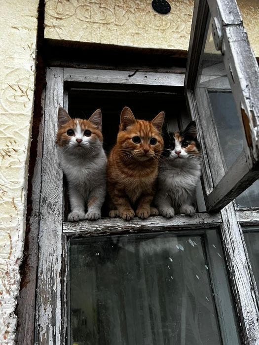 Отдам котят два мальчика и девочку