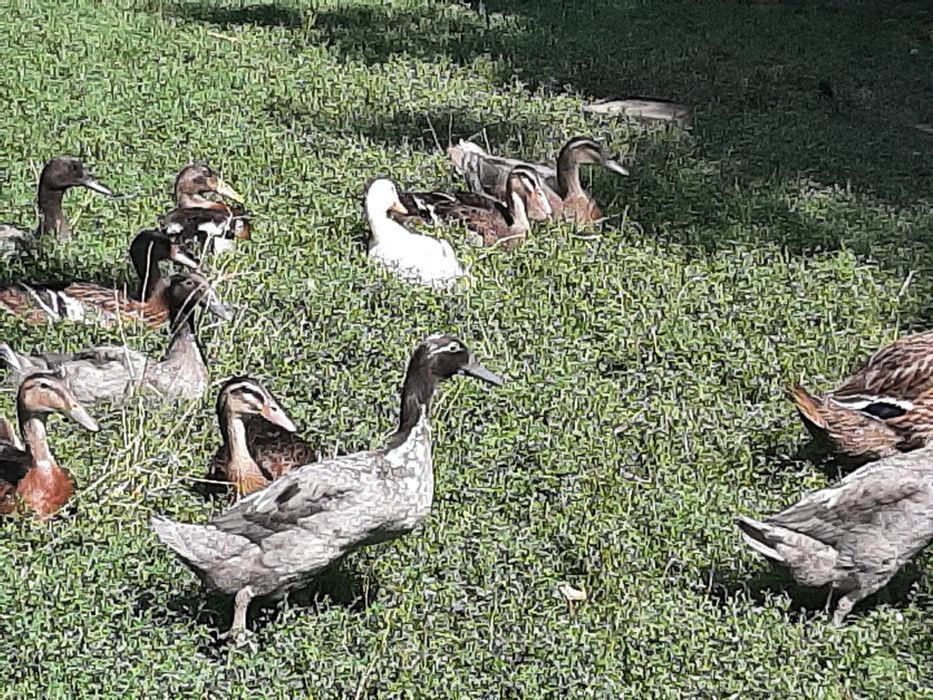 Vand rata indiana alergatoare