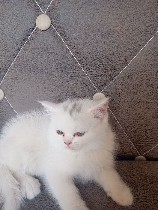 Котята британские чистокровные