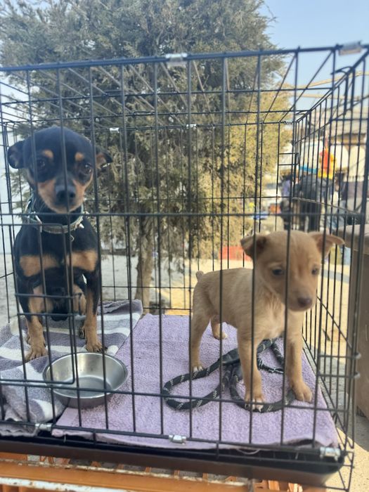 Чистокровный мини тойтерьер мальчик