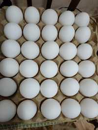Продам куринные домашние яйца 2 латка