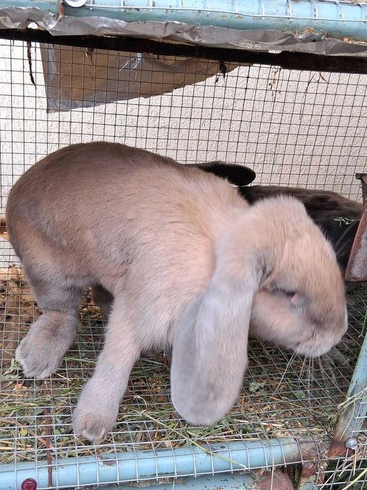 Iepuri rasă Berbec German