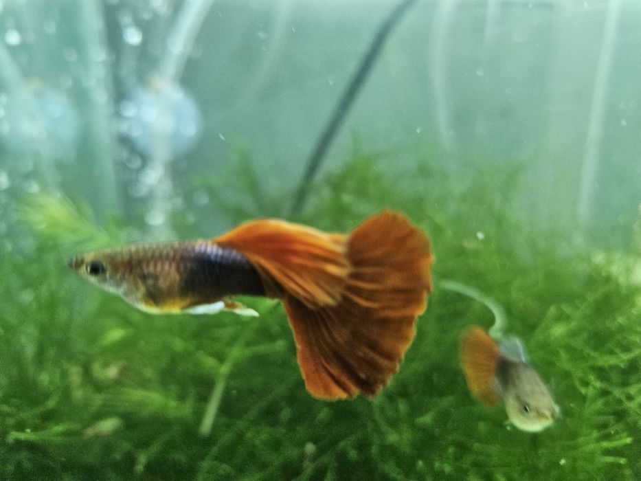 Guppy din linii alese