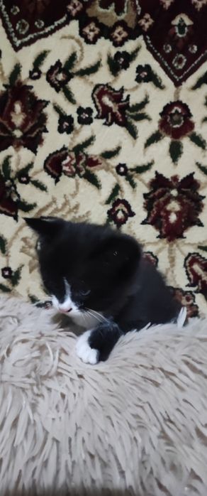 Продается миленький котик