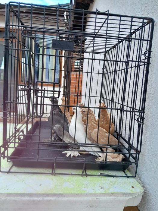 Узбекски гълъби. Мъжски и женски.