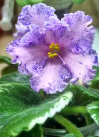 Violete de Parma (Saintpaulia) de colecție