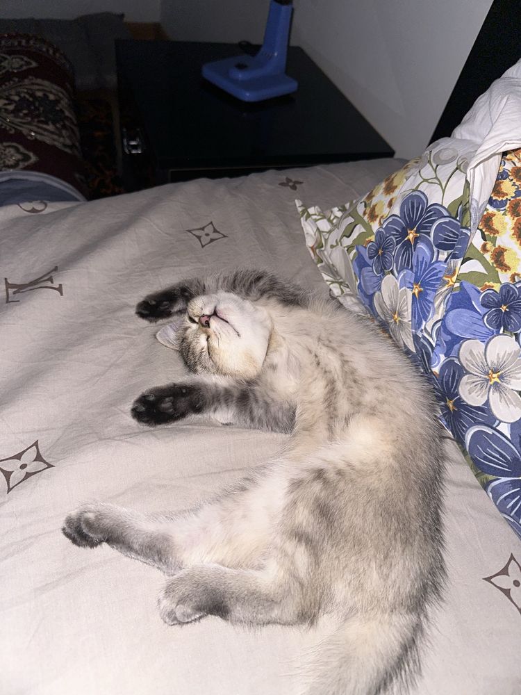 Кошка Шиншилла серебристий