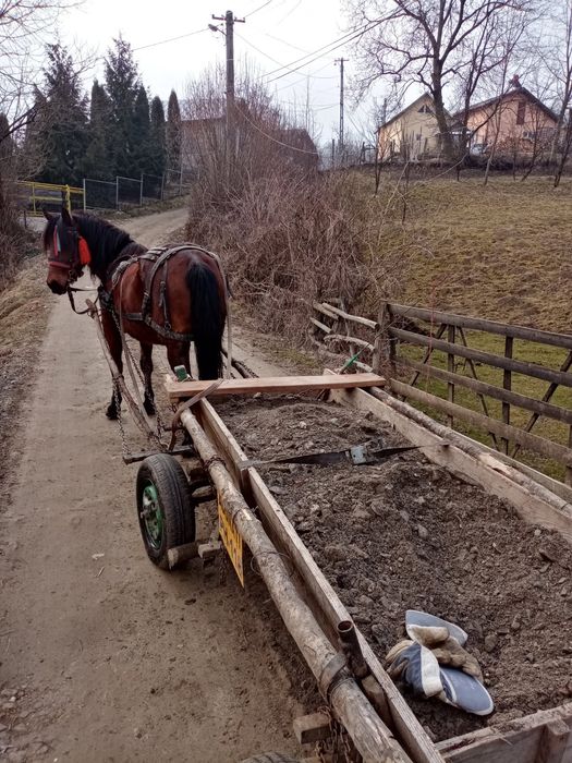 Cal  ,castrat ,mărime medie