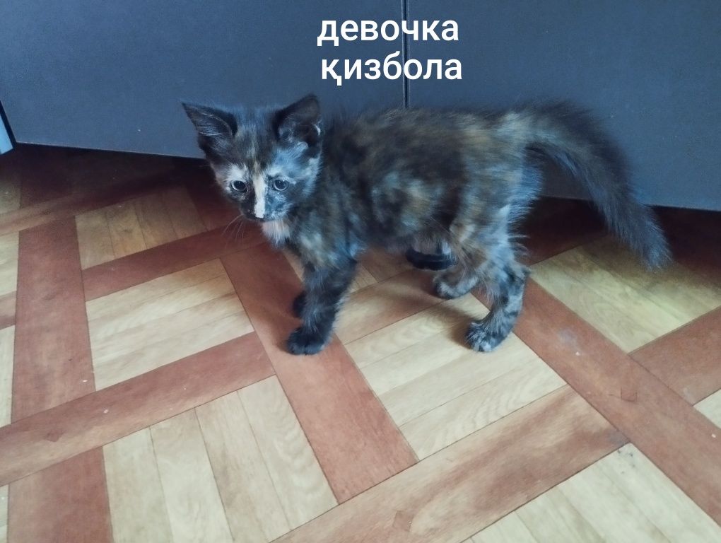 Хадяга мушук онаси ва боллари