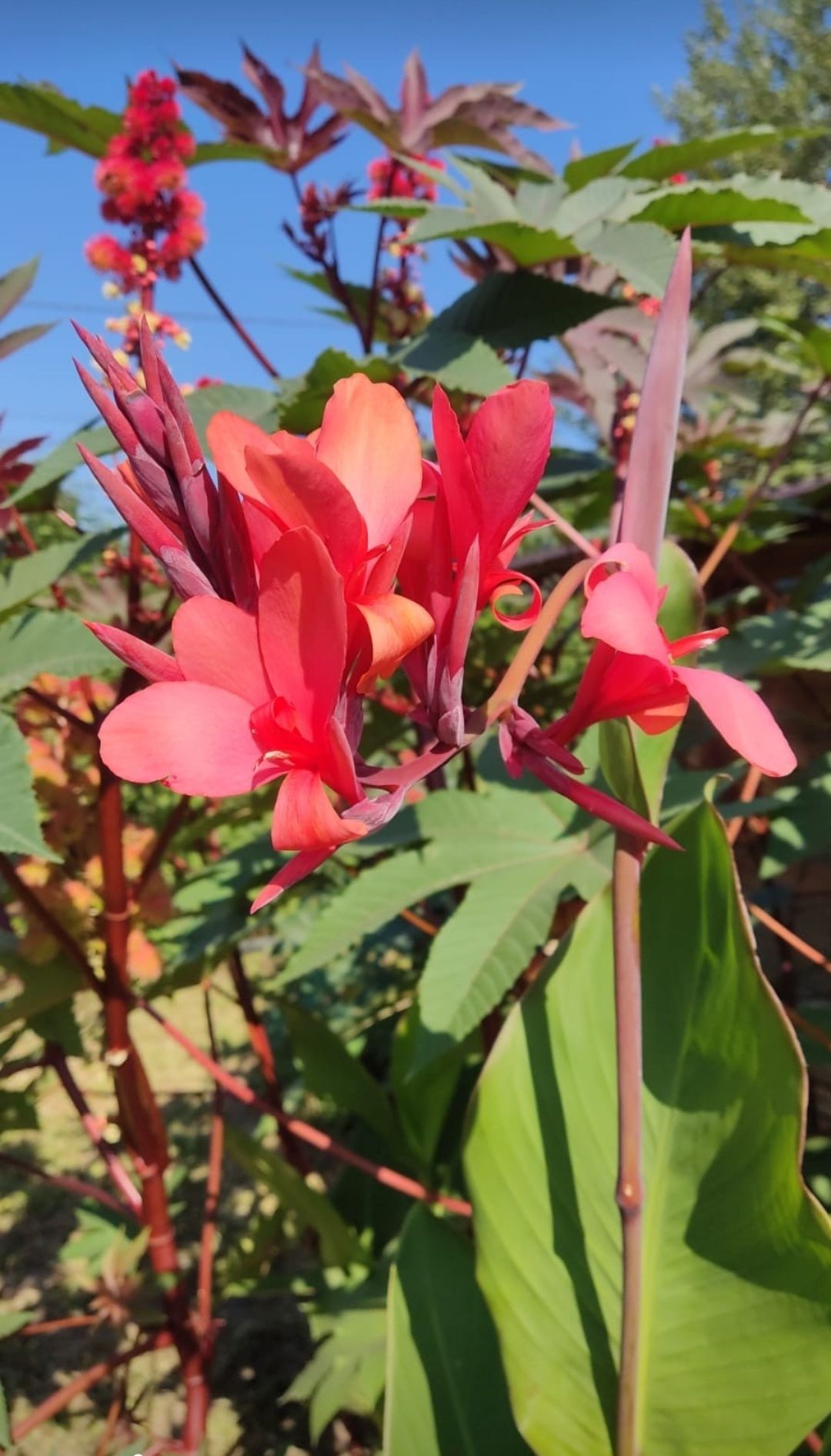 Rizomi Canna Indica