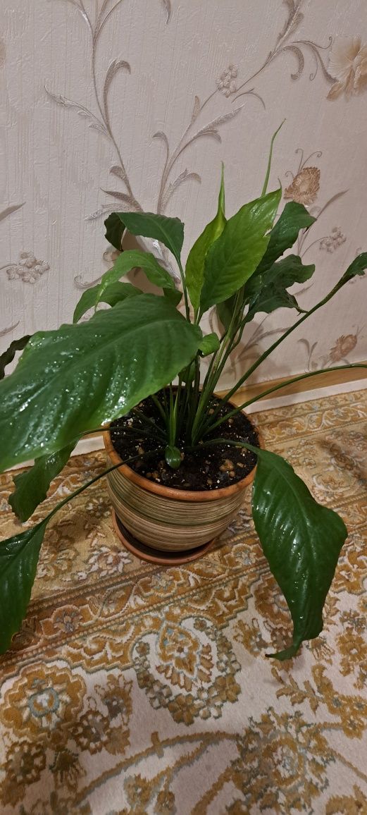 Комнатные цветы  для дома и офиса