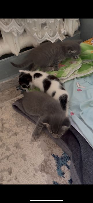 Котенок девочка …