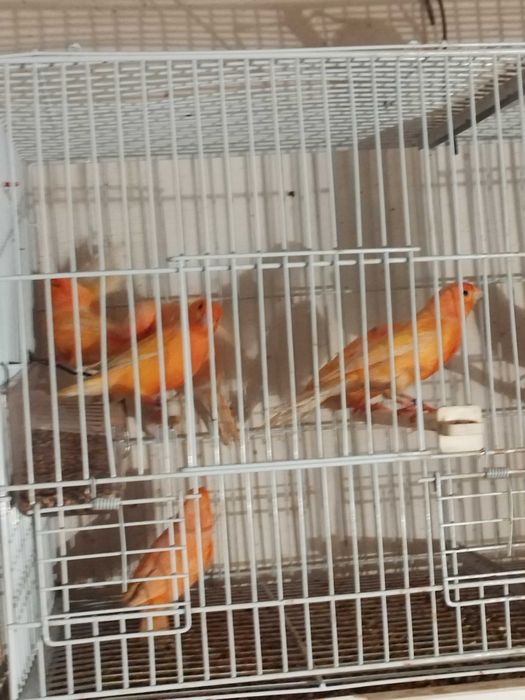 Canari și Peruși masculi și femele