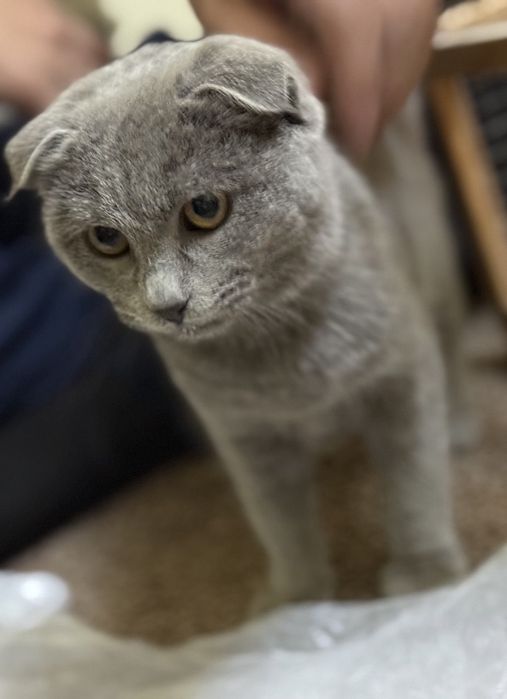 Mushuk: veslouxo shatland.