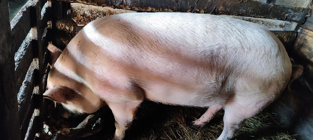 Продам мясо свинину