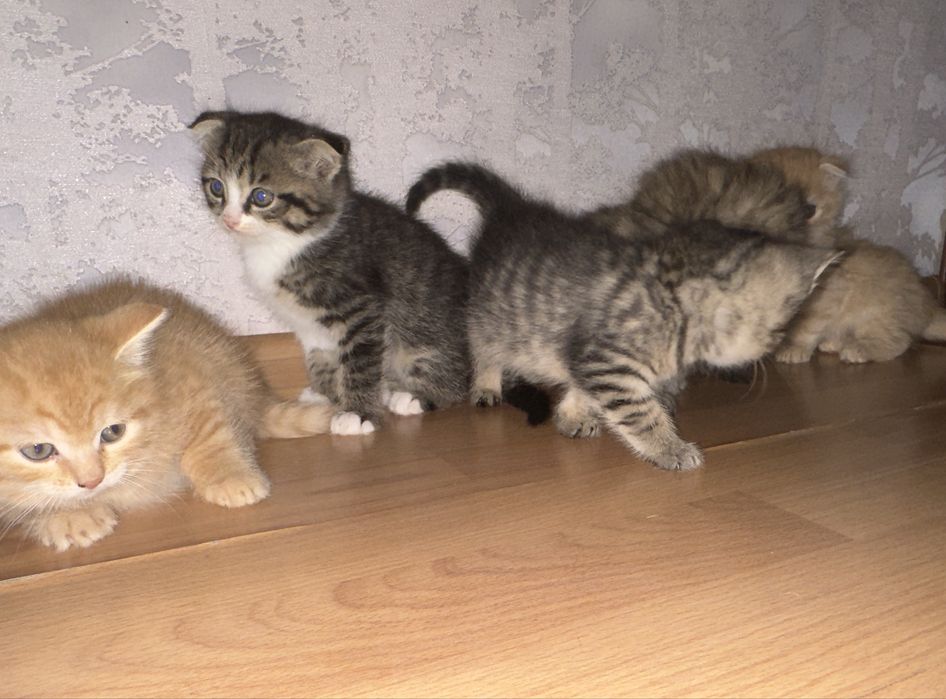 5 разнообразных и очень красивых котят