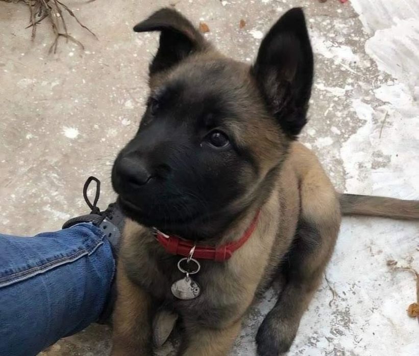 Ciobanesc  Belgian  malinois
