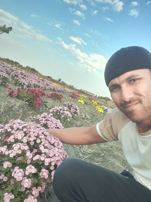 Manzarali gullar atirgul