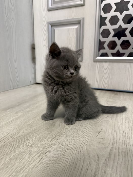 Skotish strayt mushukcha