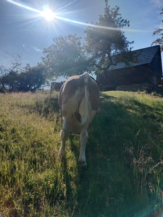 Vând vaca cuminte de 8 ani ,vaca este mare ,grasa bună de lapte