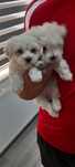 Catei bichon maltez toy