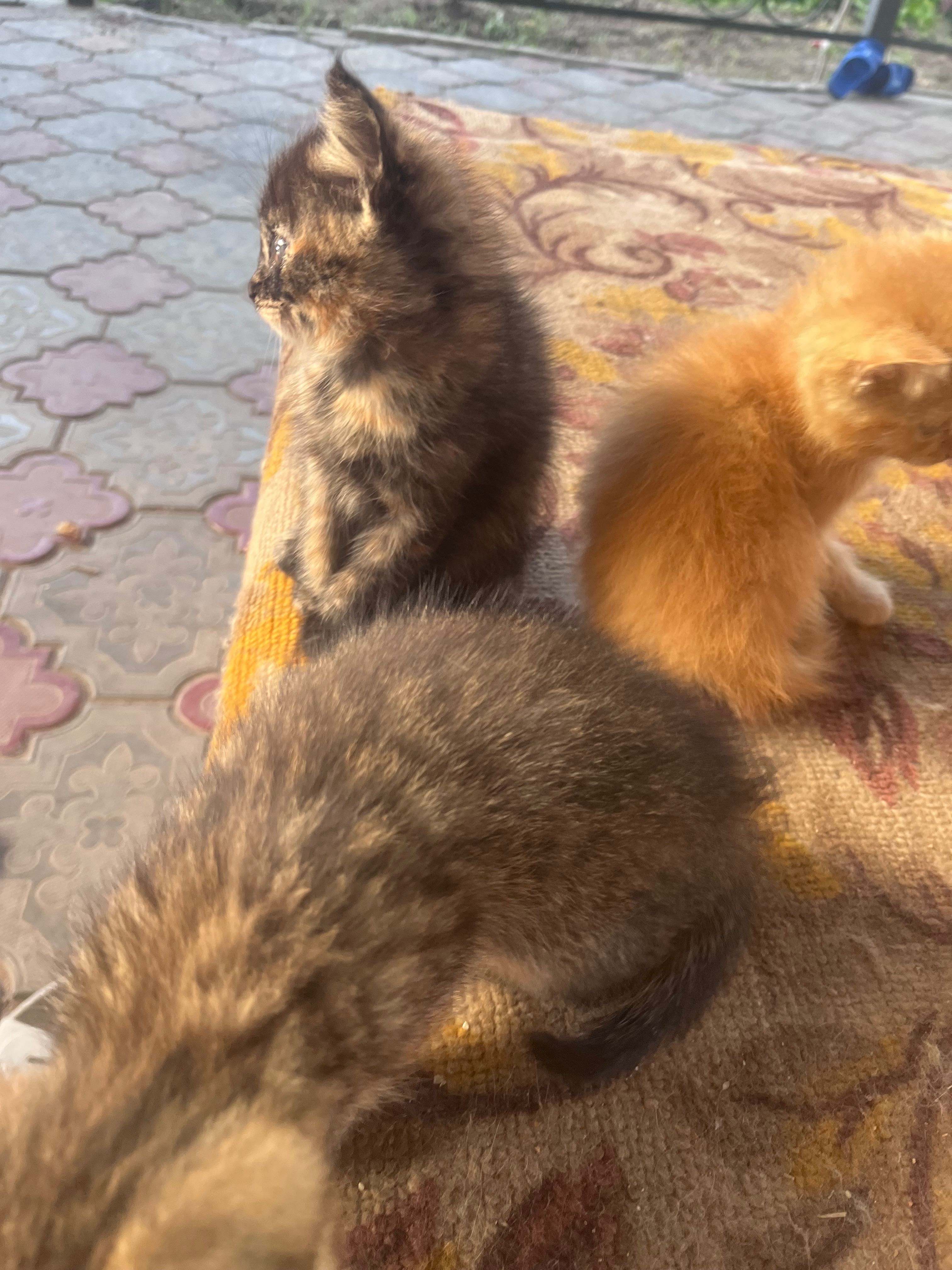 КОТЯТА, заберите пожалуйста