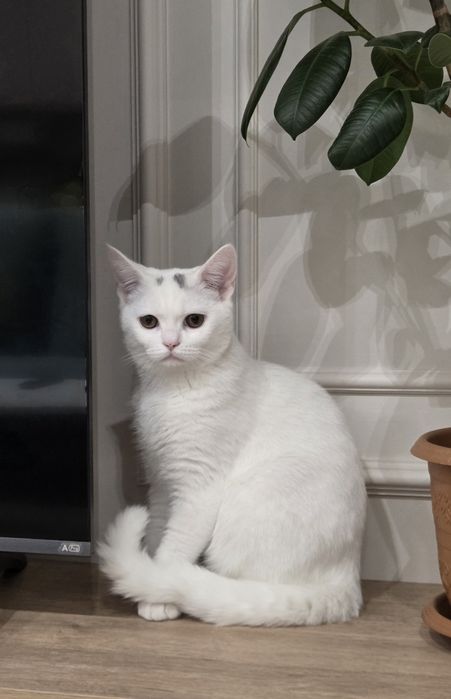 Кот породы скоттиш страйт