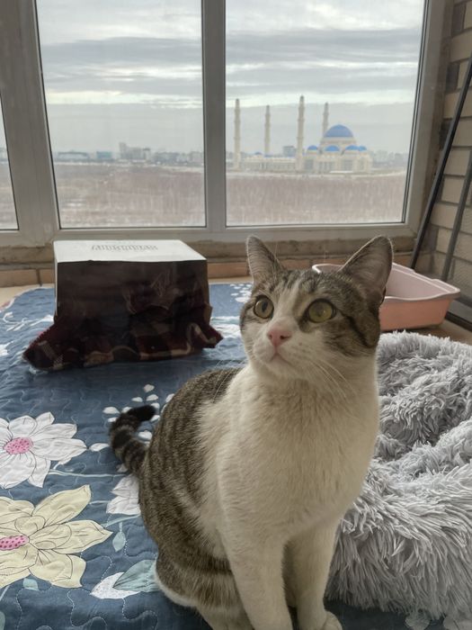 Ласковый  КОТИК ИЩЕТ себе ДОМ!!!