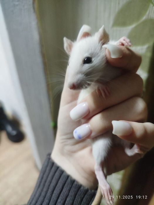 Отдам домашних крысят, белые и черные