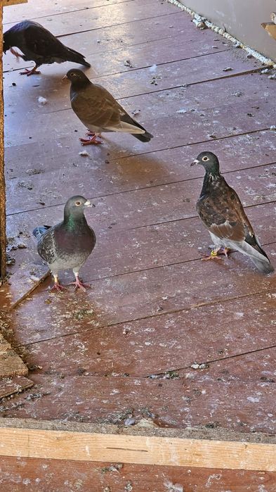 Vând porumbeii voiajori culori rare