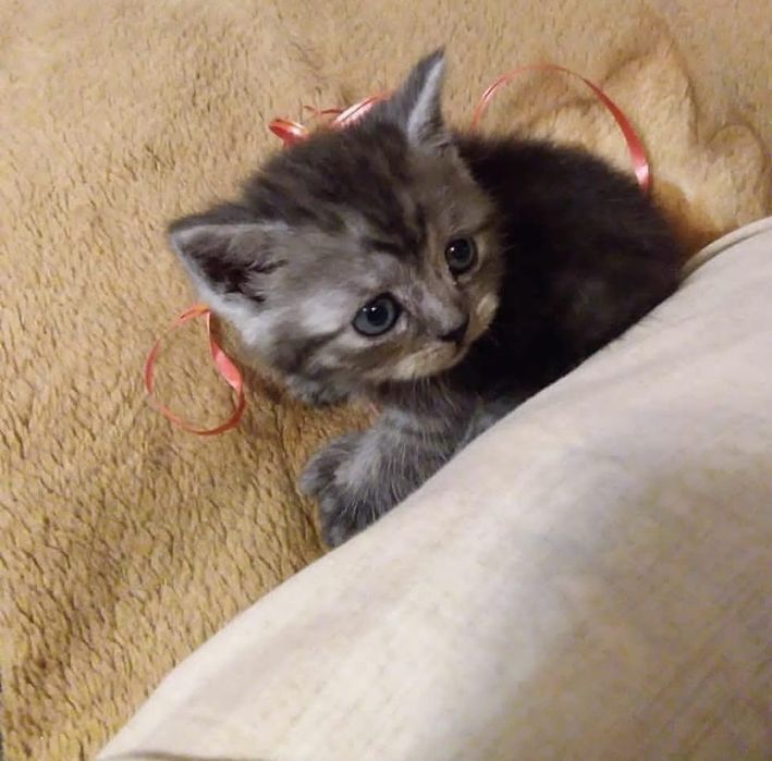 Британский котенок