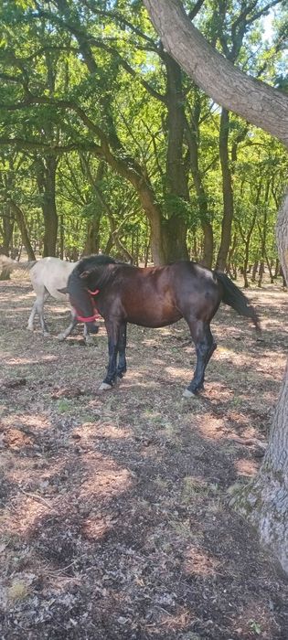 Vand manza de doi ani