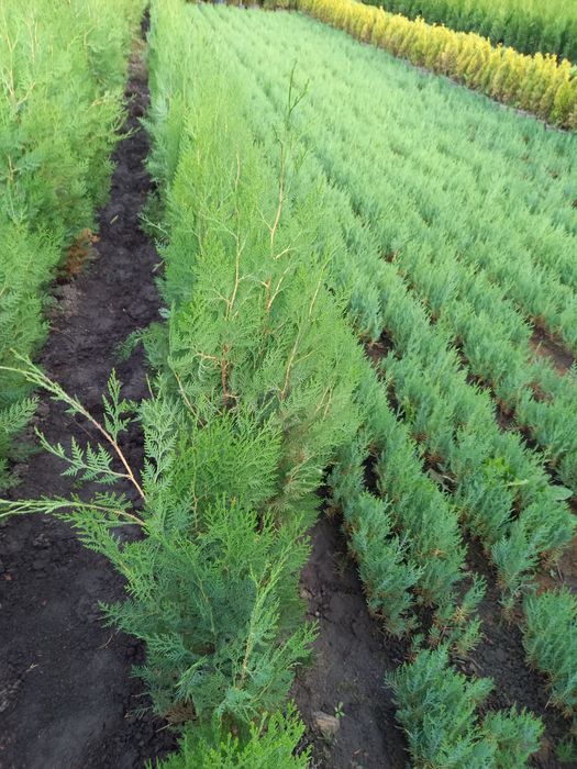Tuia-thuja biota