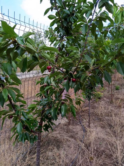 Taieri pomi fructiferi/vita de vie/plante ornamentale/tratamente fito