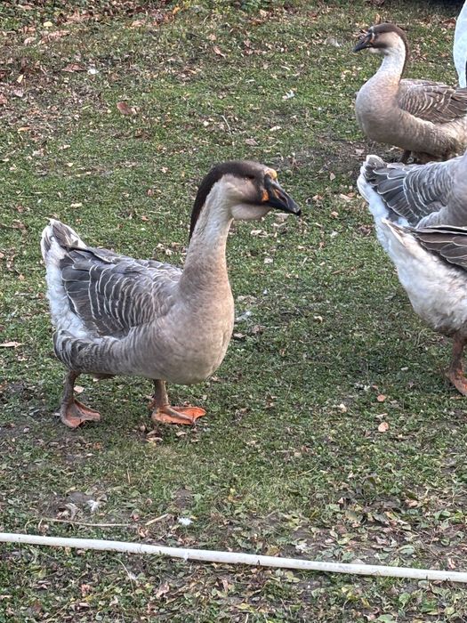 Gâscan Leșesc 2025