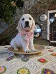 Pui Golden Retriever
Varsta 2 luni
Parintii sunt din linii genetice de