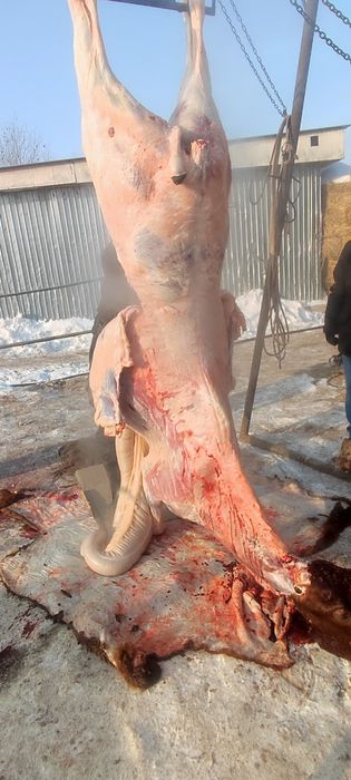 жирный согым лошади бие байтал