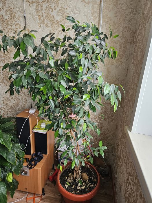 Продам Фикус Бенжамина