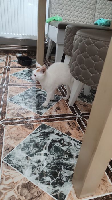 Pisicuța caută stăpân