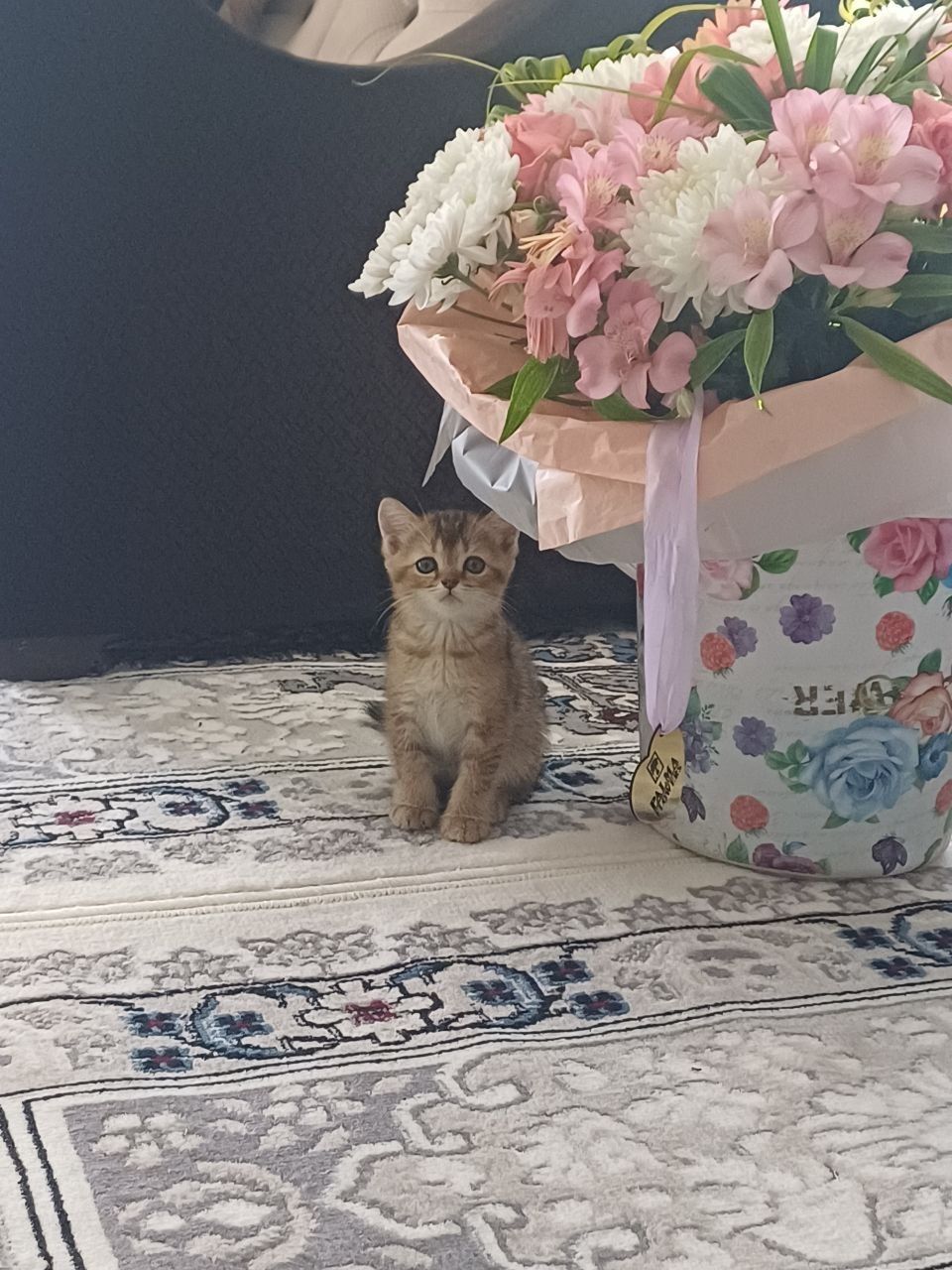 СРОЧНО продаётся шотланский котенок.Цена договорная